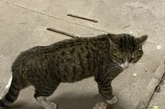 Найдена кошка Кот на Ермолаевском переулке, 22-26 с1, Москва