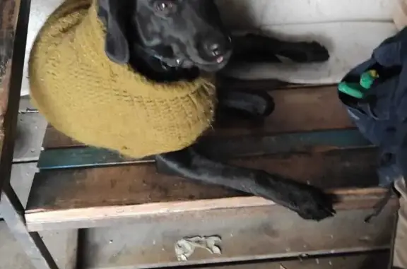Найдена черная собака с ошейником и свитером на Совхозной, Жуковка