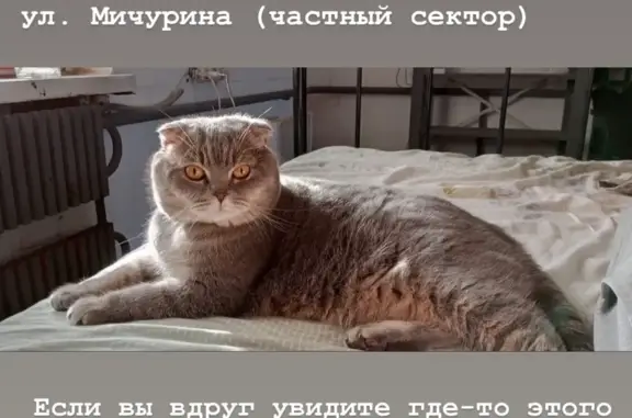 Пропала кошка Мальчик, 9 лет, ул. Пржевальского, 25