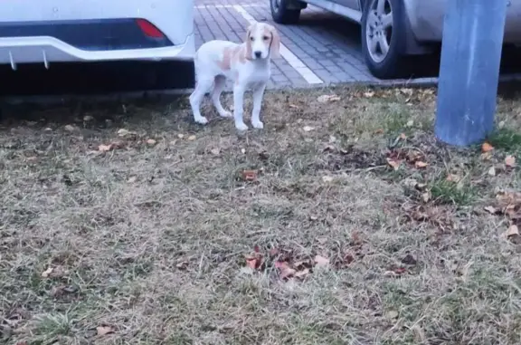 Собака Щенок, белый с рыжими пятнами, найдена в Мытищах, 1-й Рупасовский переулок, 11А
