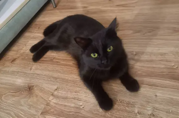 Найден черный кот в ошейнике на Школьной улице, 13