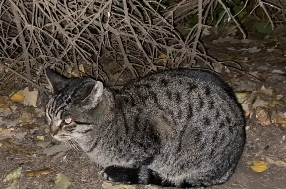 Найдена кошка в Ермолаевском переулке, Москва