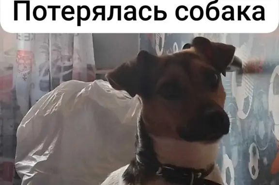 Пропала собака Джек Рассел, ул. Юрия Смирнова, 6, Кемерово
