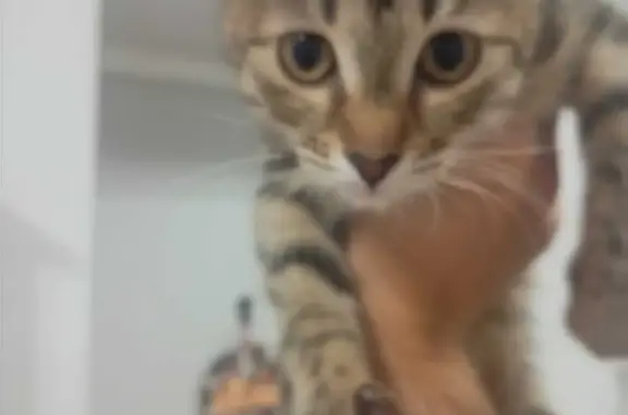 Найдена кошка-котенок с ошейником в Нижнем Новгороде