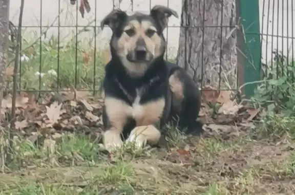 Собака найдена в Путилково, Химки