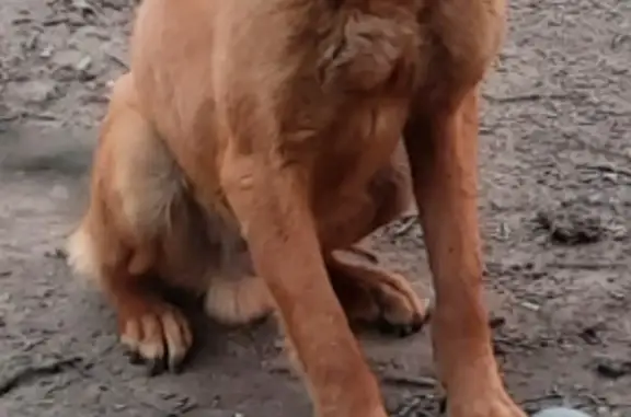 Пропала собака Кобель, Хабаровск