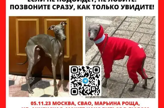 Пропала собака: серый левретка, Анненская ул., 7 к1, Москва