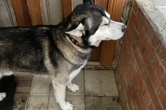 Найдена собака Полу хаски на Смоленской ул., 25, Саранск