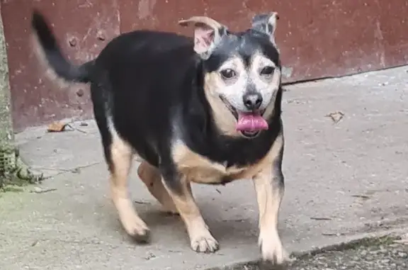 Найден домашний пёс в Калининграде
