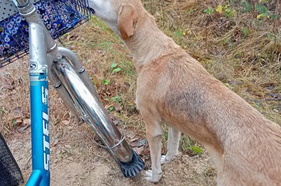 Найдена голодная собака в лесополосе, нужен хозяин
