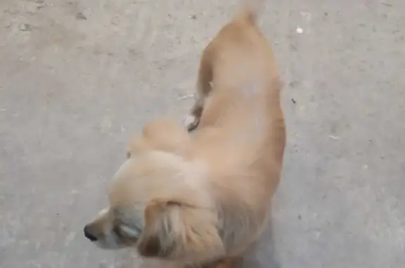 Пропала собака Рыжий окрас, ул. Димитрова, Ахтырское