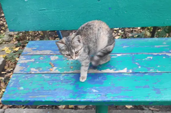 Кошка найдена на ул. Васильева, 7, Ставрополь
