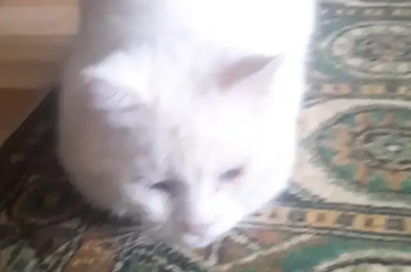 Пропала кошка: белый кот Вася с разными глазами, МО, Ленинский район, ЖК 