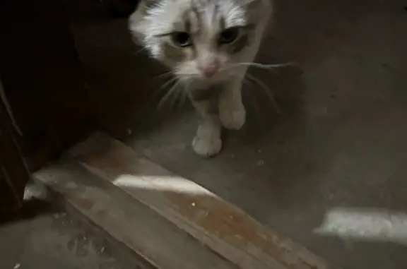 Найдена кошка во втором подъезде ул. 1905 года, 87, Новосибирск