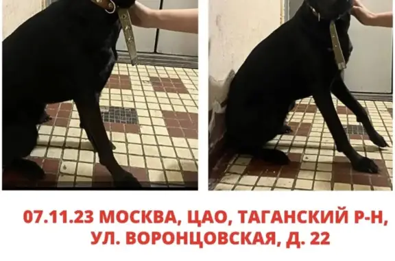 Собака Сука найдена на Воронцовской улице, 22, Москва
