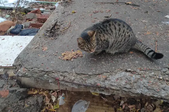 Найдена кошка на Ветлужской ул., 58, Пермь
