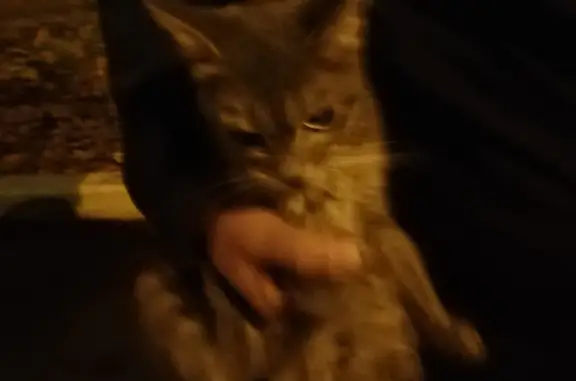 Найдена ласковая кошка на ул. Дмитрия Ульянова, 7, Тула