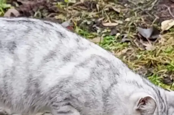 Погибающая кошка ищет дом в Васильево