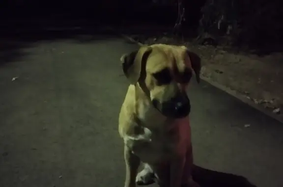 Найдена собака Кабель в Астрахани