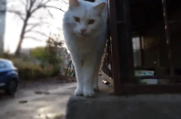 Найден кот, турецкая ангора, Октябрьская ул., 448А, Ессентуки