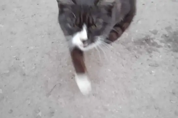 Найдена кошка возле магазина пятёрочка в д. Бежка, Тула