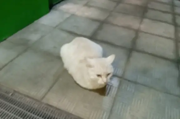 Найдена кошка на Кавалерийской 42, Иваново