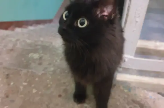 Найдена кошка на ул. Веденяпина, 27, Нижний Новгород