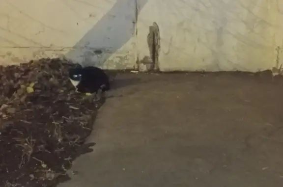 Найдена кошка на ул. Касаткина, 3 к10, Москва