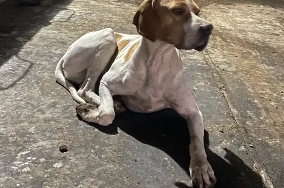 Собака найдена на Октябрьской улице
