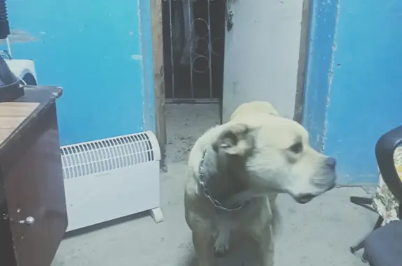 Найдена собака в Крыму, с. Громовка, похожа на лабрадора