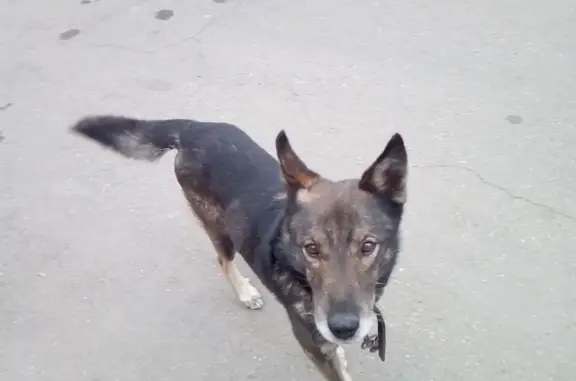 Собака найдена на Желябова, Иркутск