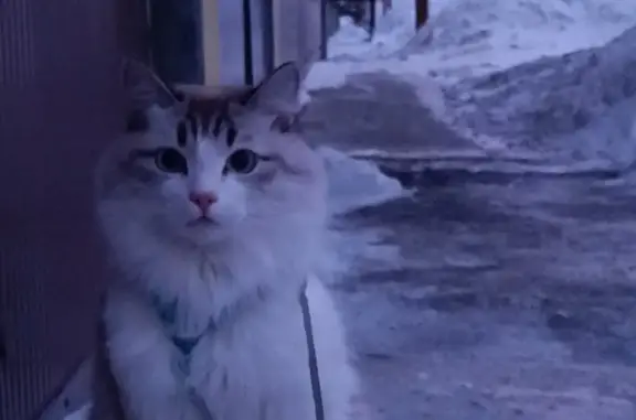 Пропала пушистая кошка, ул. Сухэ-Батора, 2Б, Барнаул
