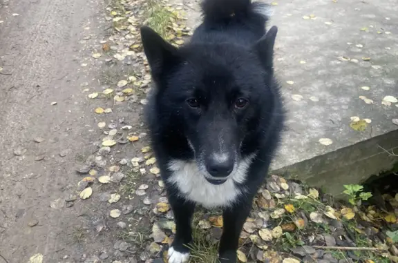 Собака найдена на Краснополянской улице, Лобня