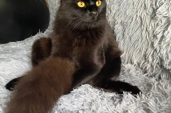 Пропала кошка: Вислоухий черный кот, ул. Удмуртская 47А, Волгоград