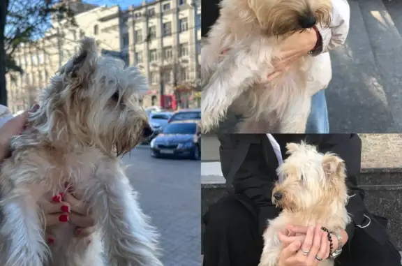 Найдена собака в центре, ул. Текучёва, 135