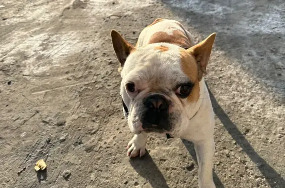Собака найдена в Таганрогском переулке, 4