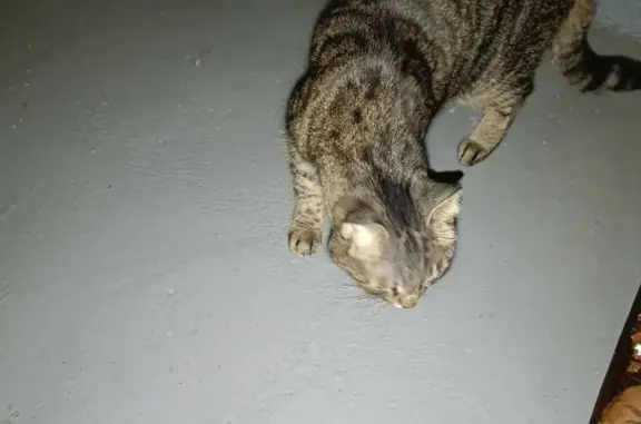 Найден голодный и ласковый котик на ул. Ф. Абрамова, Парголово
