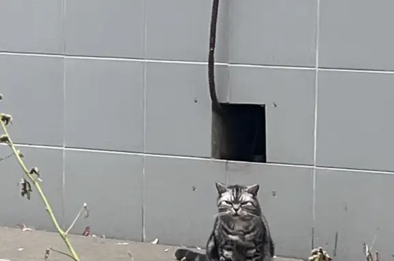 Найдена кошка, Абельмановская ул. 17А, Москва