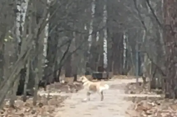 Найдена собака в Покровском-Стрешневском лесу, возле центральной аллеи, ищет хозяина