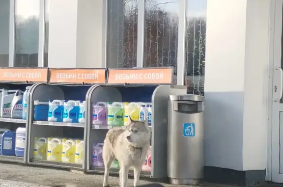 Найдена собака на заправке Газпром