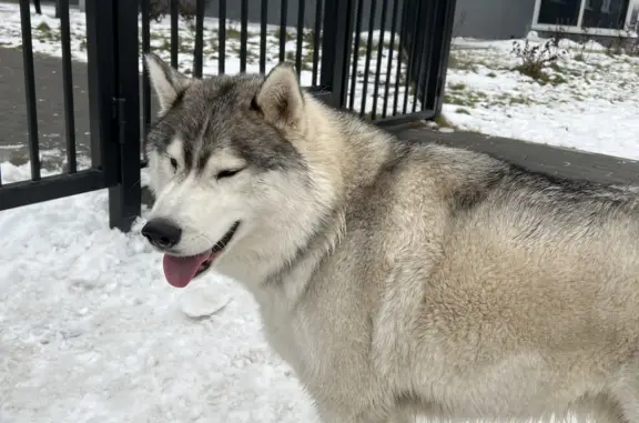 Собака Маламут найдена на Ватутина 93, Новосибирск