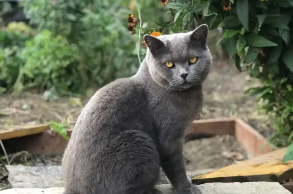 Пропал серый кот с ошейником: пер. Давыдовского, 33, Новосибирск