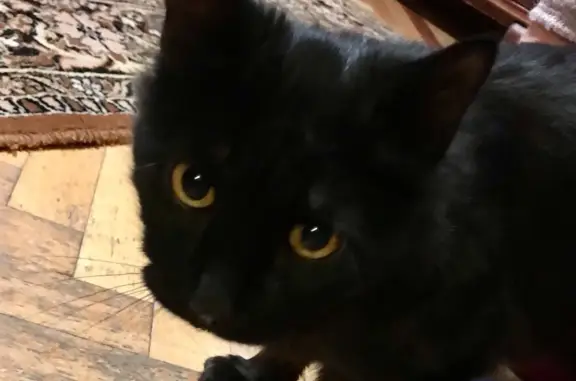Найдена черная крупная кошка на ул. Олеко Дундича, 36 к3 литА, СПб