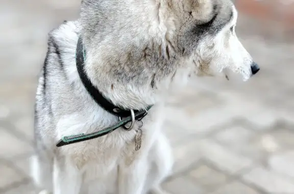 Собака пропала на улице Толстого, Павловская