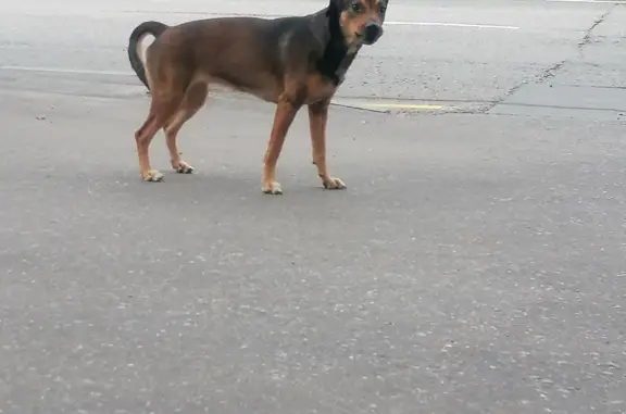 Потерян щенок на Нахимовском проспекте, 1 к1, Москва