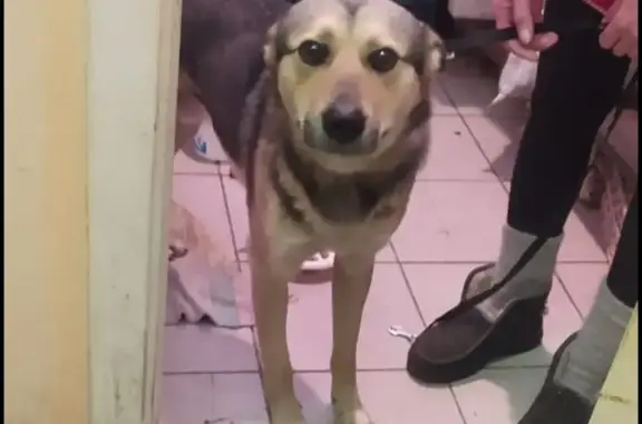Найдена собака Дворняга, белый-чёрный рыжеватый, ул. Бебеля, 112, Екатеринбург