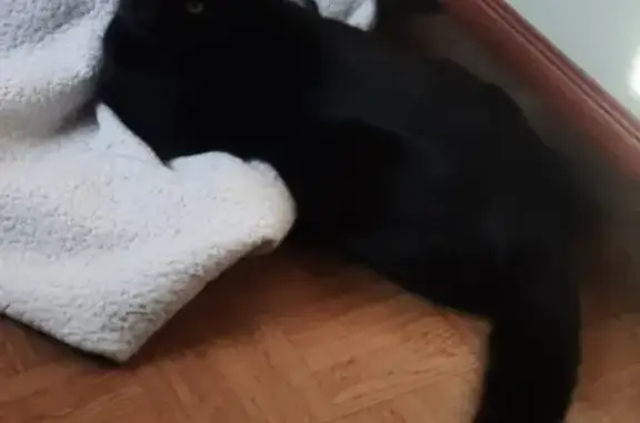 Пропала кошка Мальчик, черный, в Новоуральске