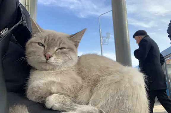 Кошка девочка найдена на улице Карла Маркса, 25, Ишим