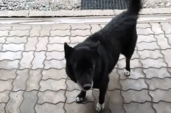 Найдена собака, Киров