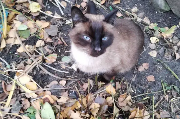 Найдена кошка Сиамская на ул. Медведева, 5, Брянск
